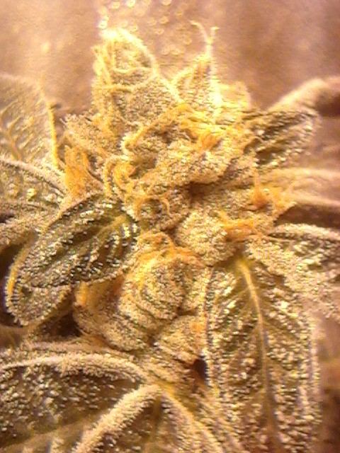 54dayfrm
