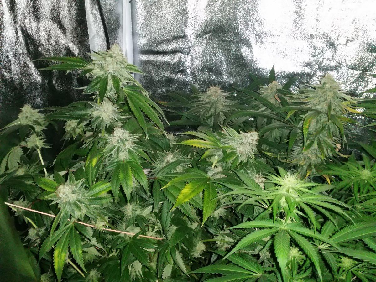 54F frosty
