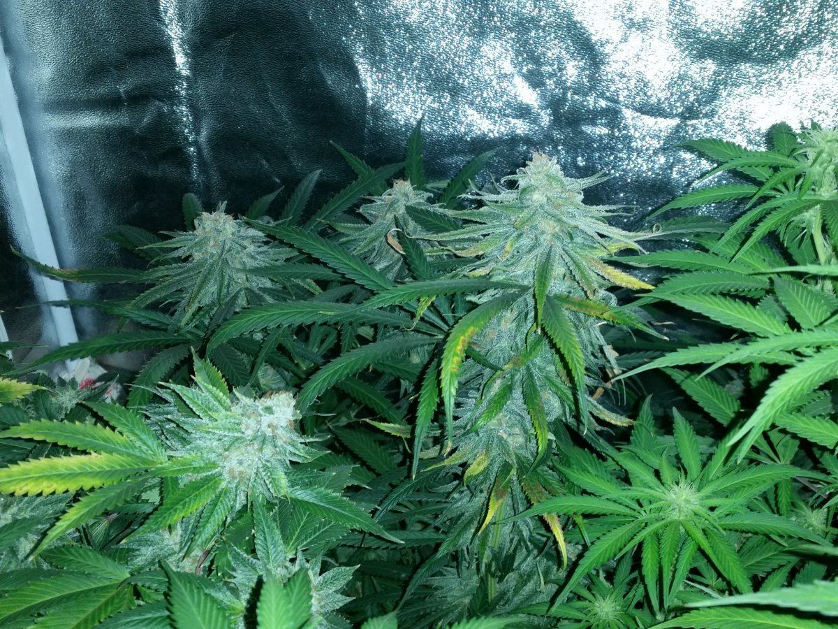 54F frostybuds