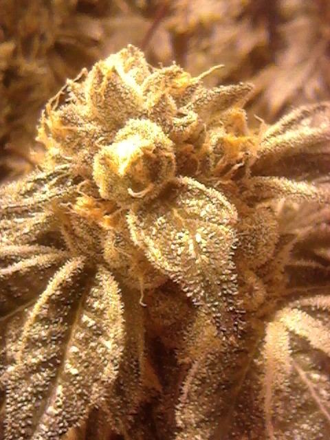 54flush