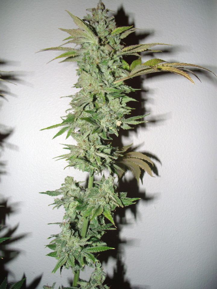 55