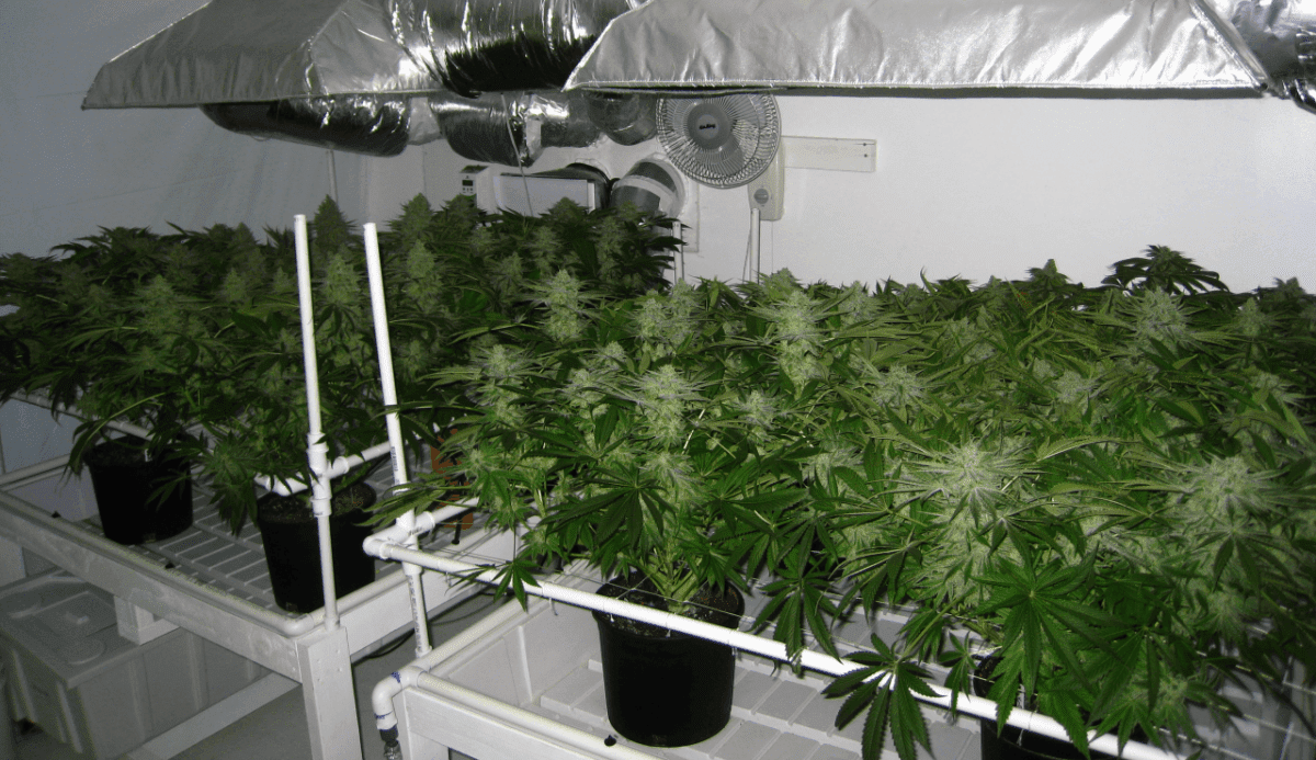 56 Days White Skunk01