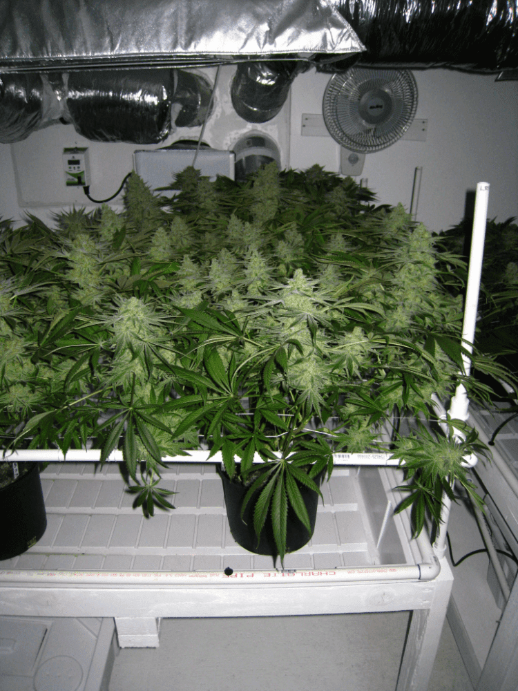 56 Days White Skunk02