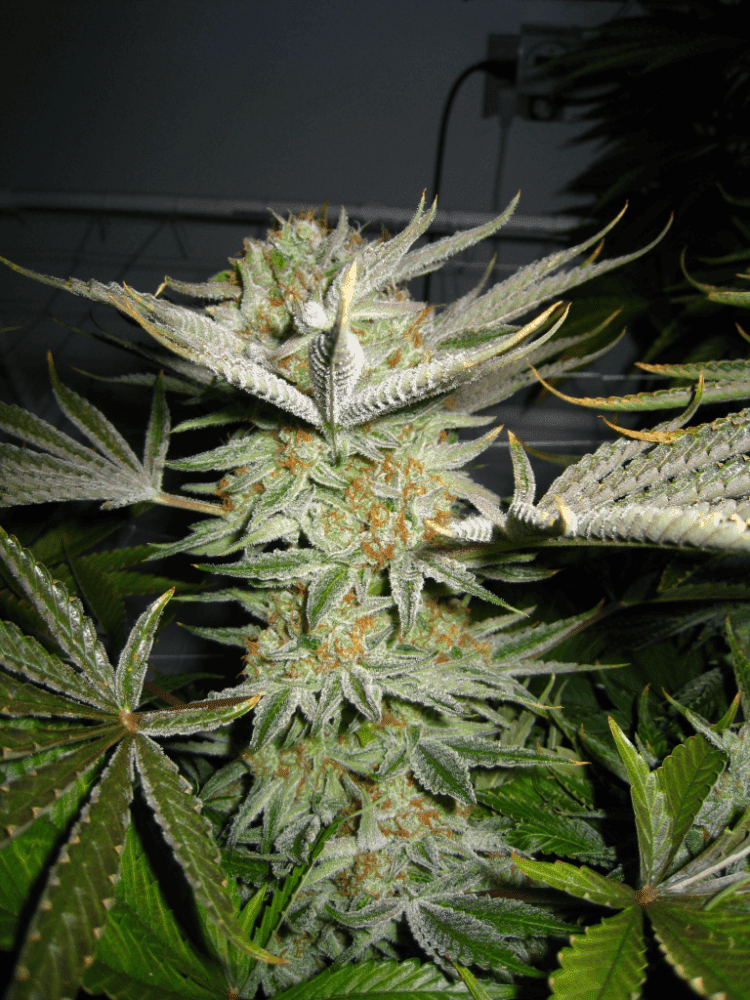 56 Days White Skunk03
