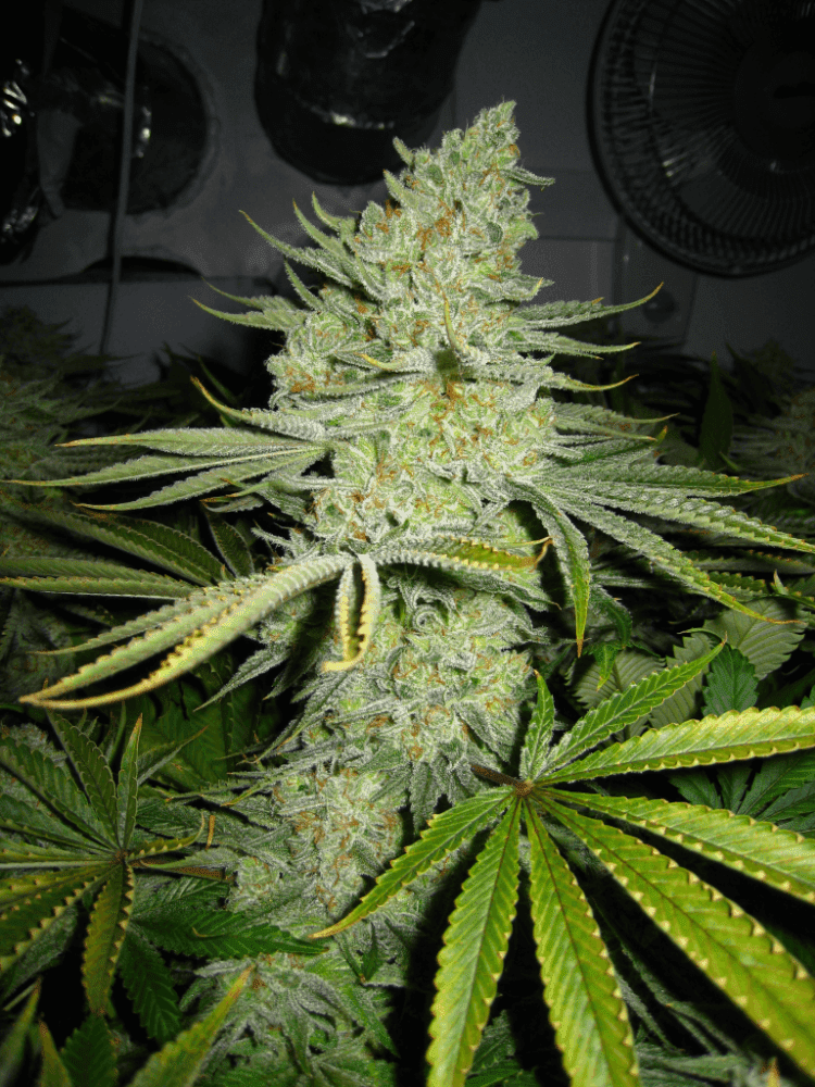 56 Days White Skunk04