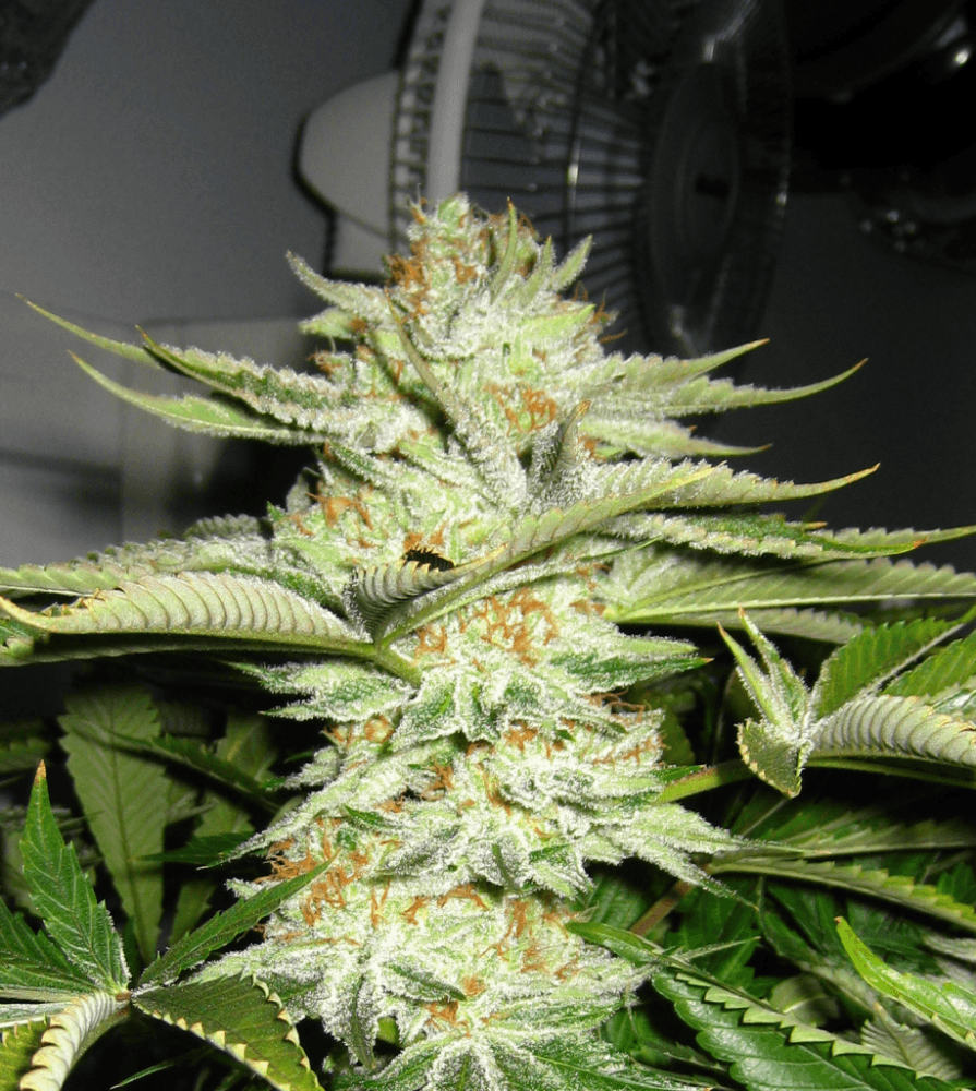 56 Days White Skunk05