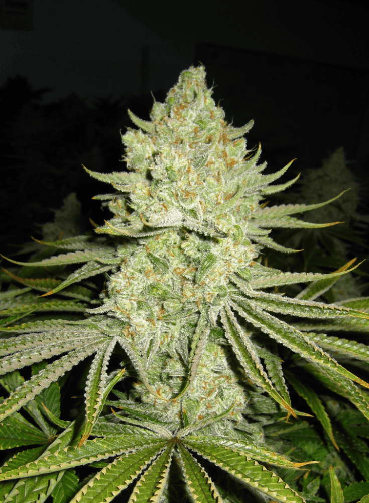56 Days White Skunk06