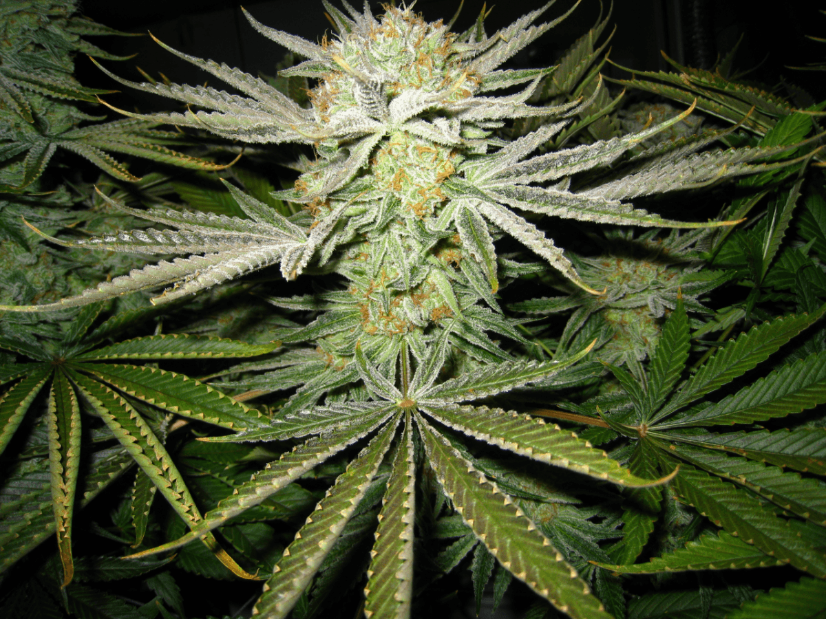 56 Days White Skunk07
