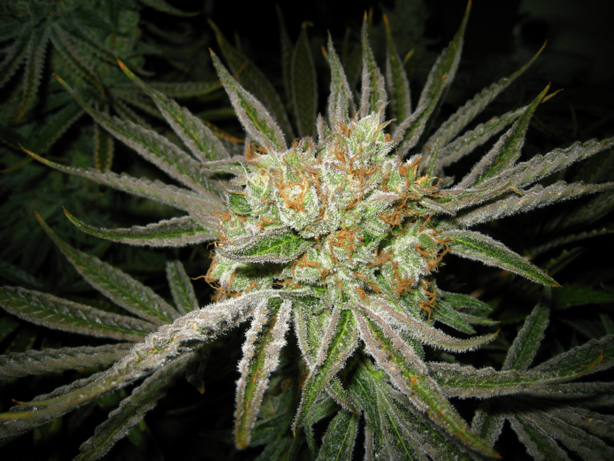 56 Days White Skunk08