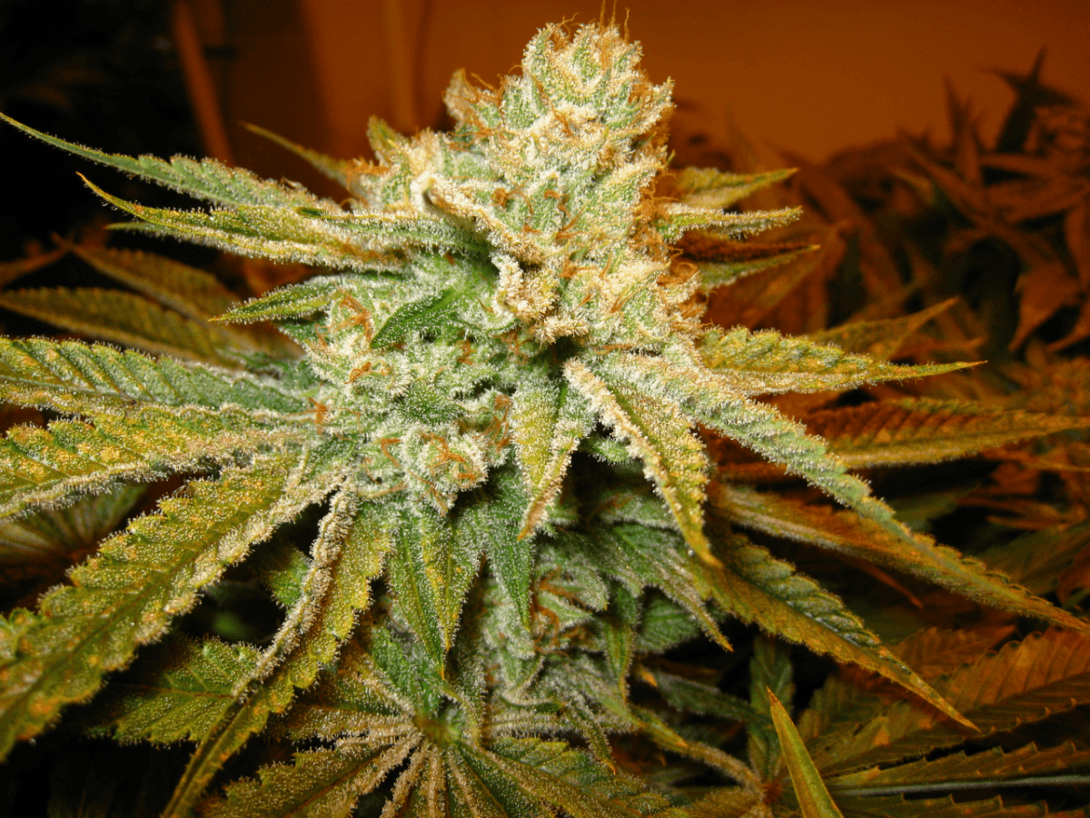 56 Days White Skunk09