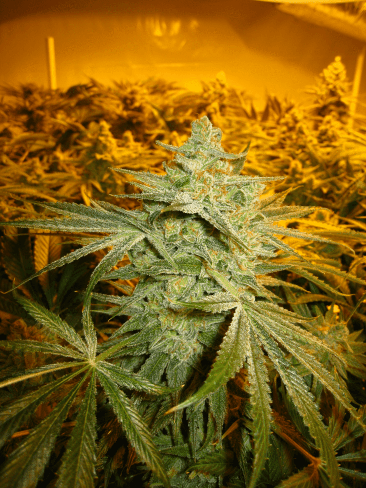 56 Days White Skunk11