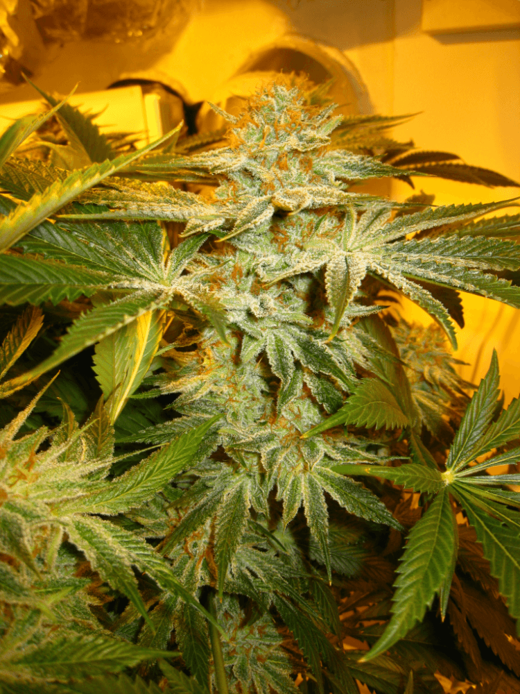 56 Days White Skunk12