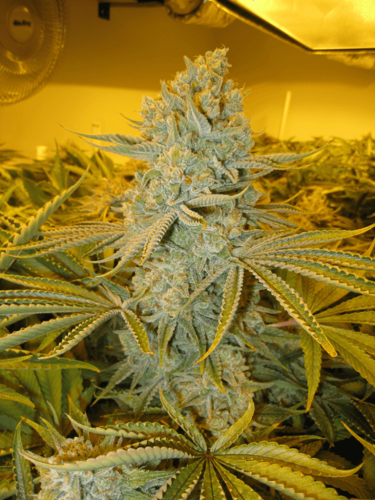 56 Days White Skunk13