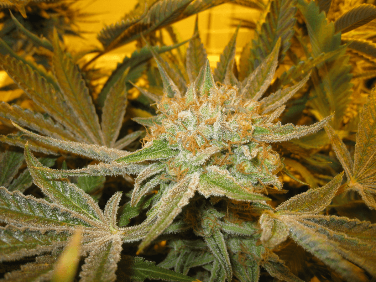 56 Days White Skunk14