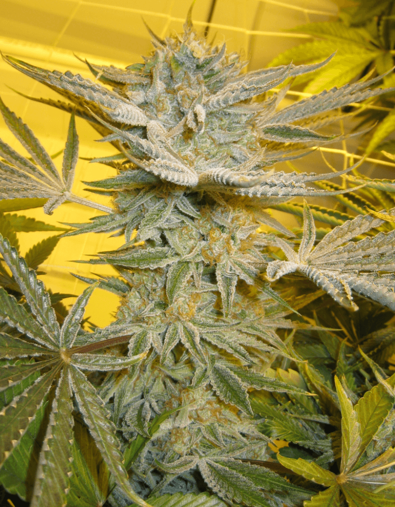 56 Days White Skunk15