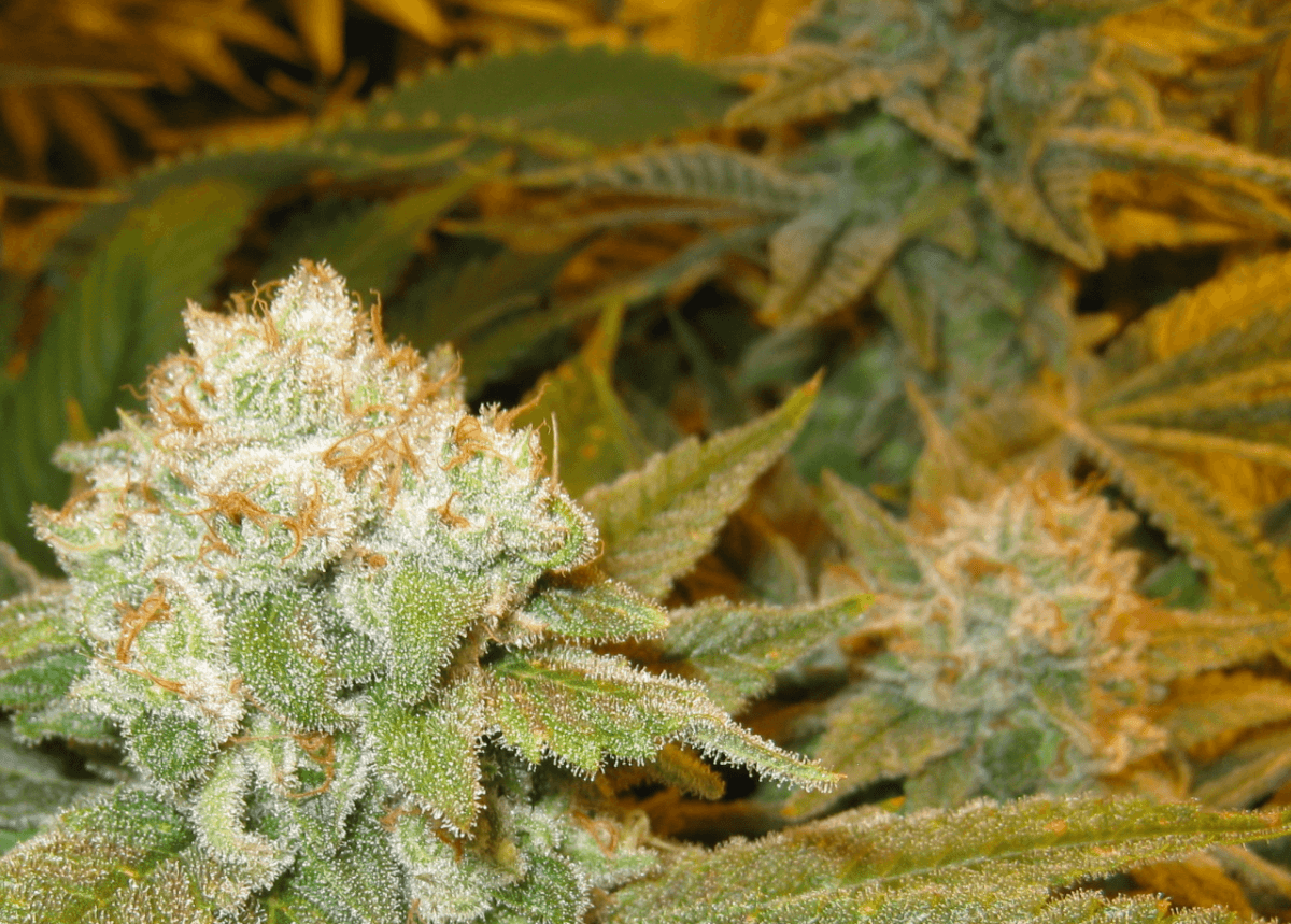 56 Days White Skunk16
