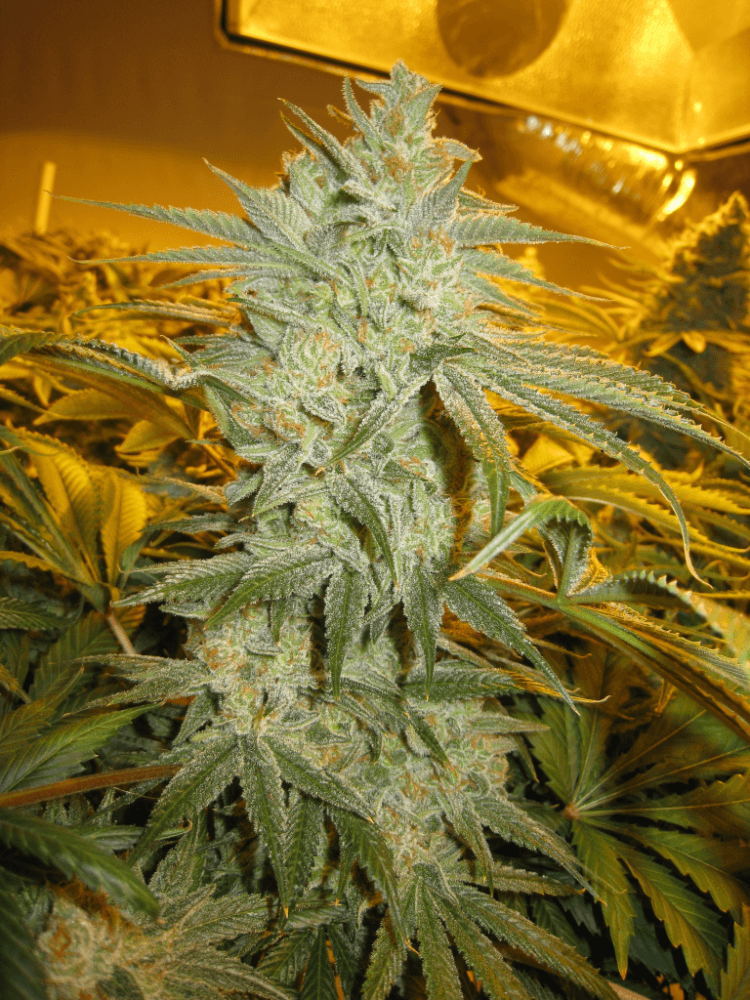 56 Days White Skunk17