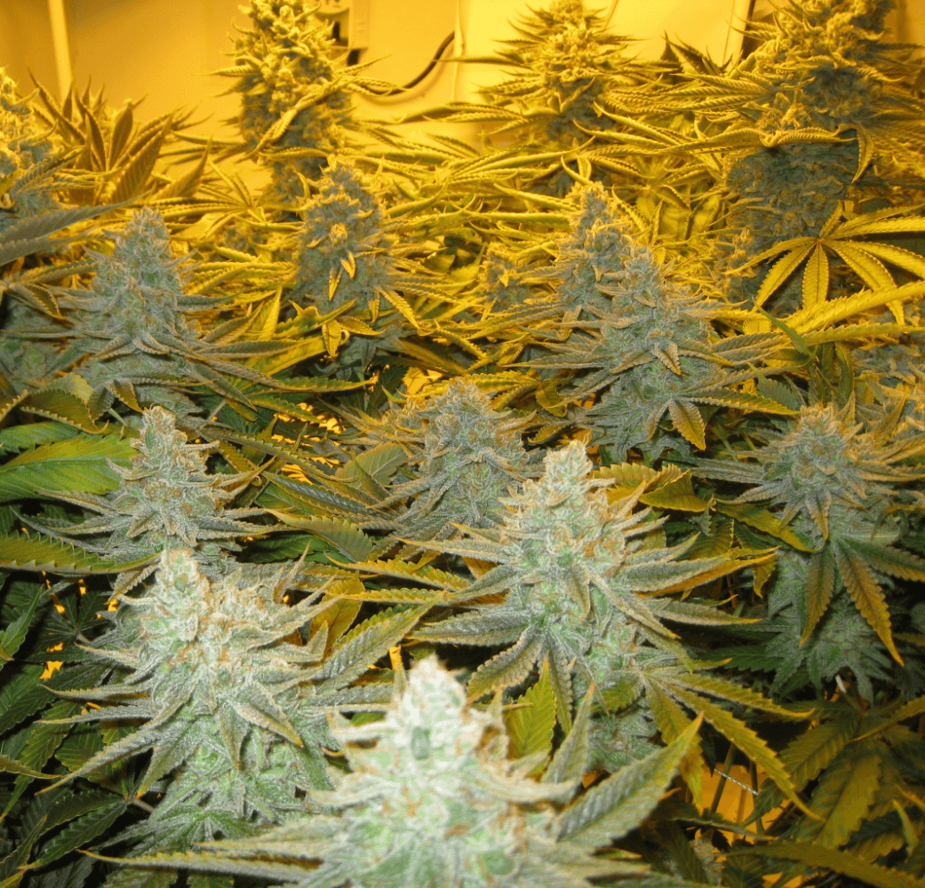 56 Days White Skunk18