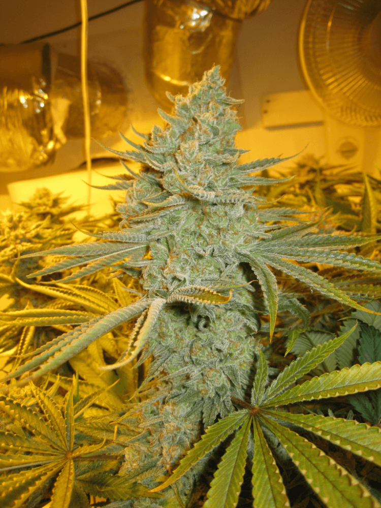 56 Days White Skunk19