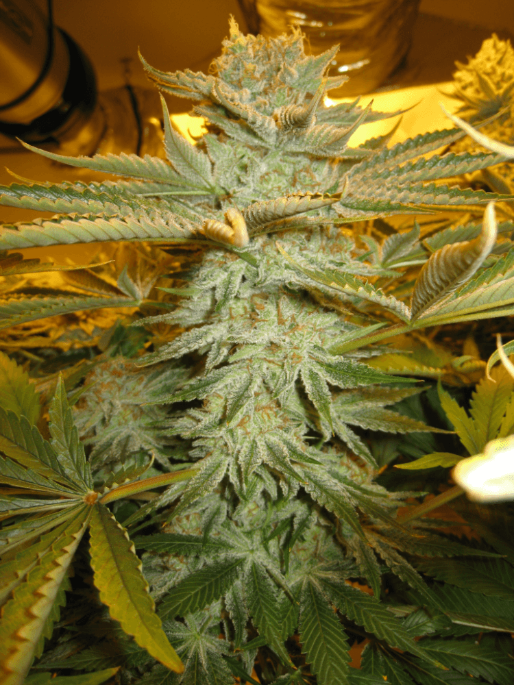 56 Days White Skunk20