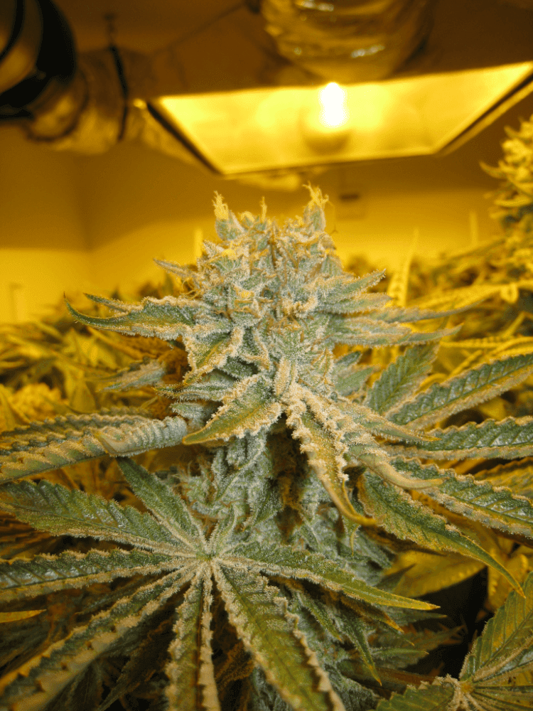 56 Days White Skunk21