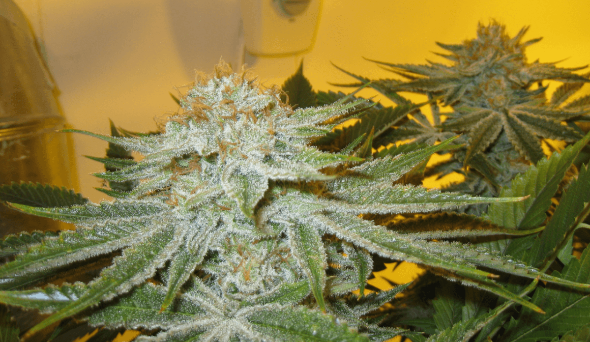56 Days White Skunk22