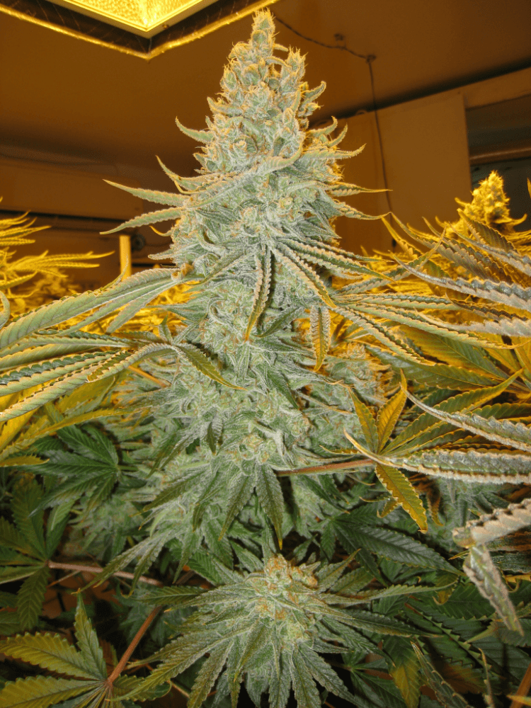 56 Days White Skunk23