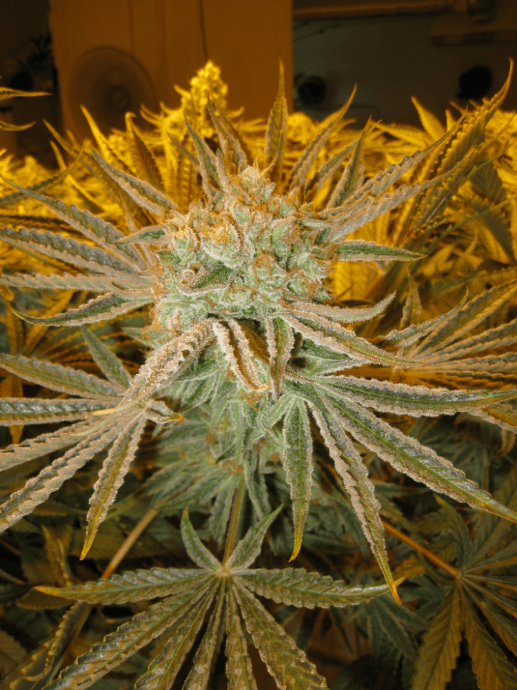56 Days White Skunk24