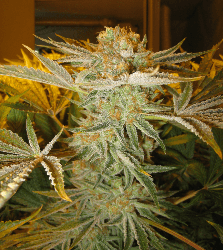 56 Days White Skunk25