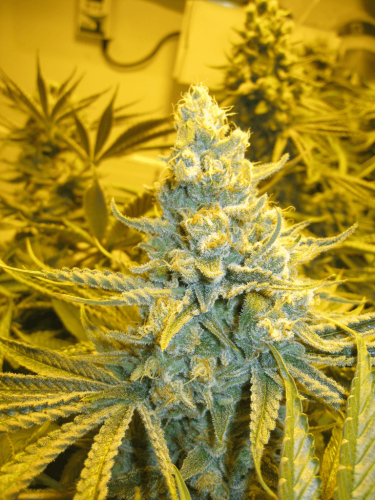 56 Days White Skunk26