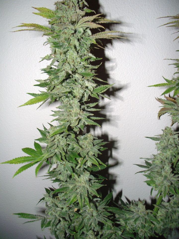 56