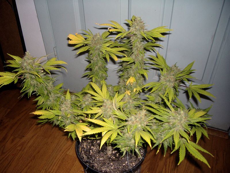 5626MB1 WHOLE PLANT