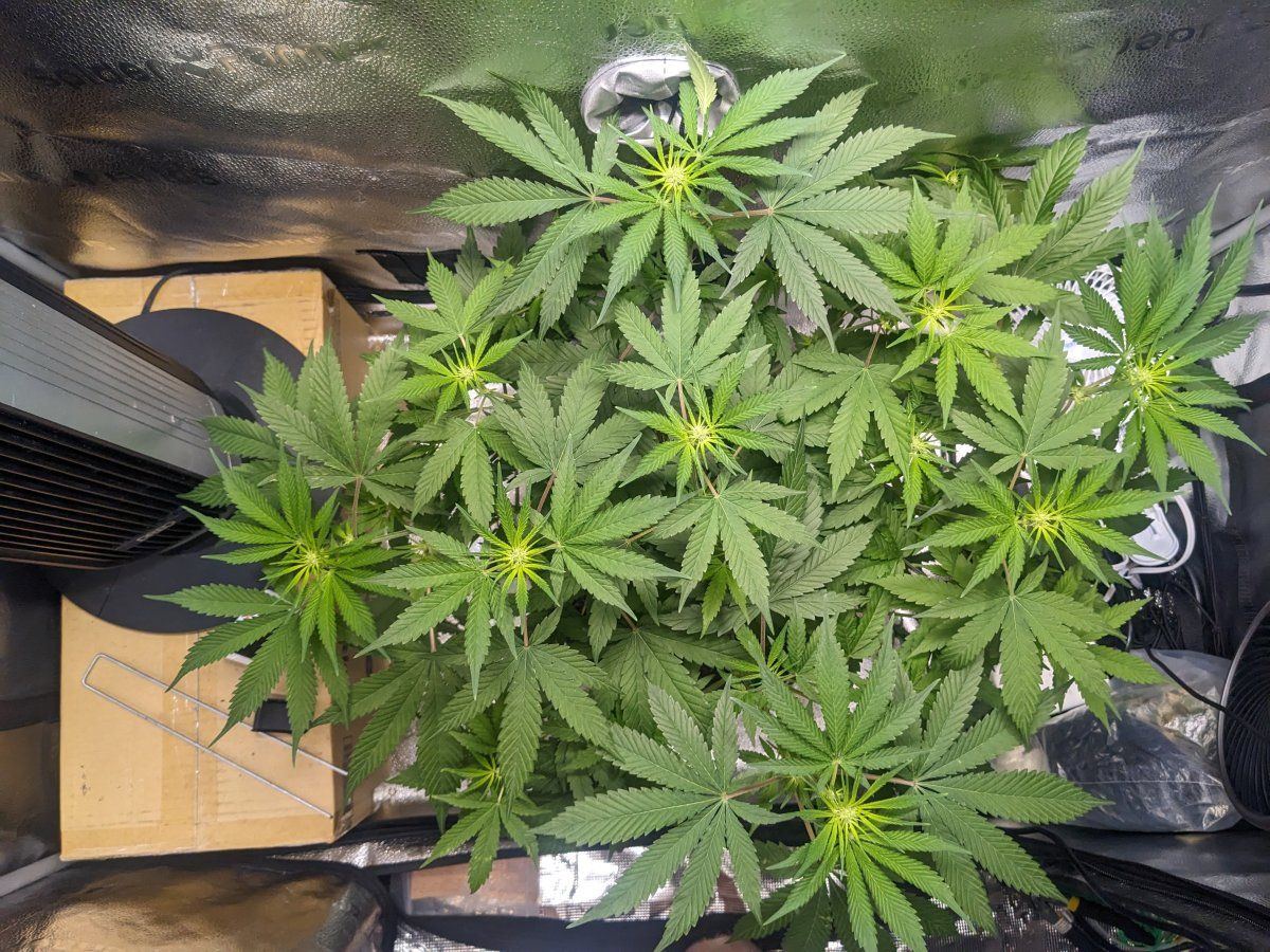 572 GSCCBD
