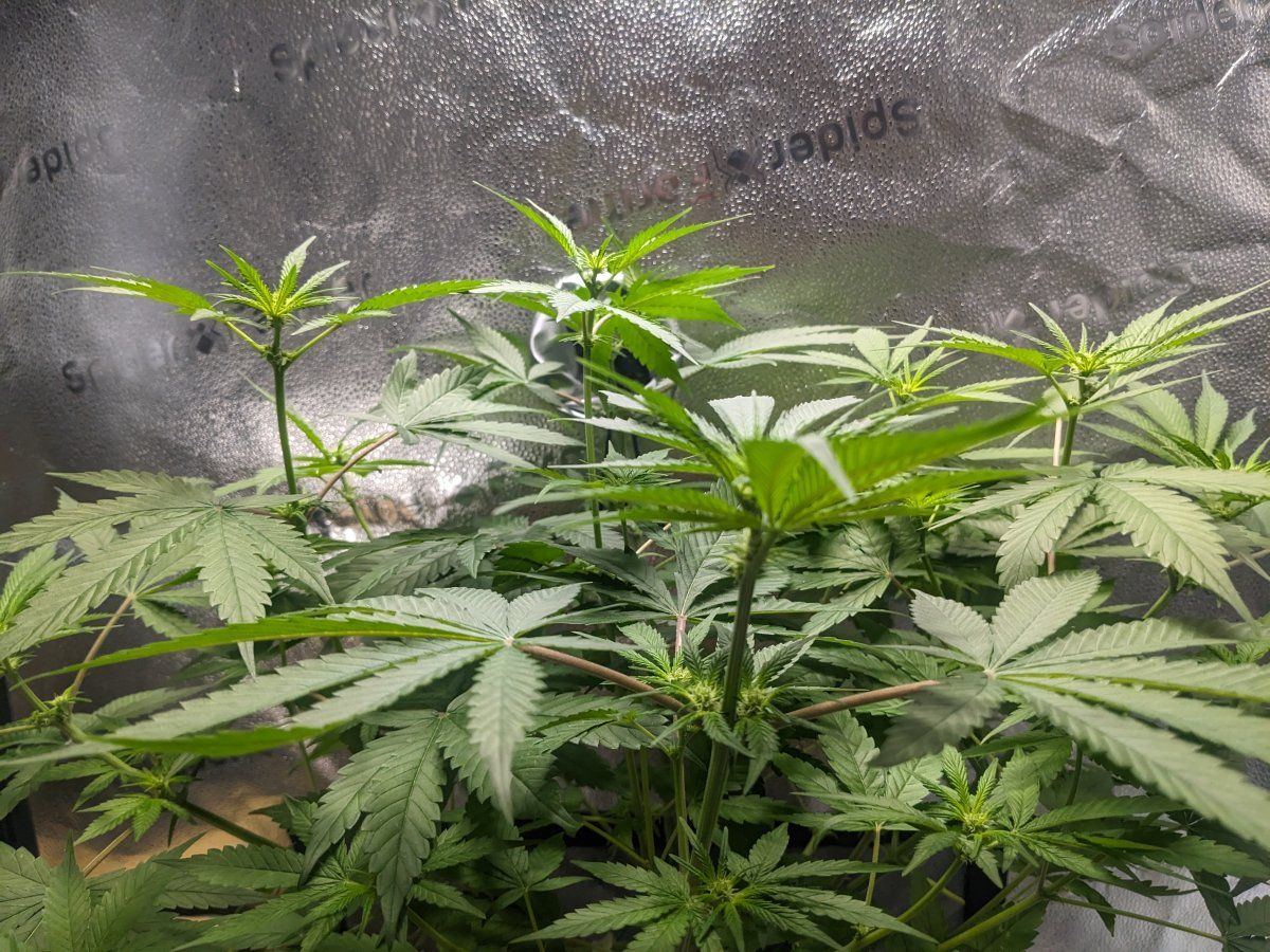 573 GSCCBD
