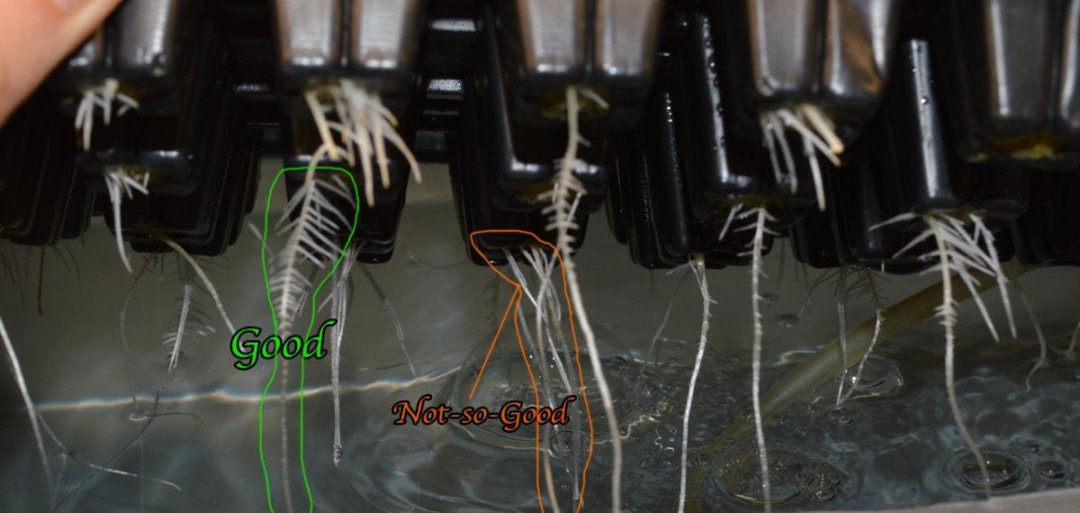 57 roots