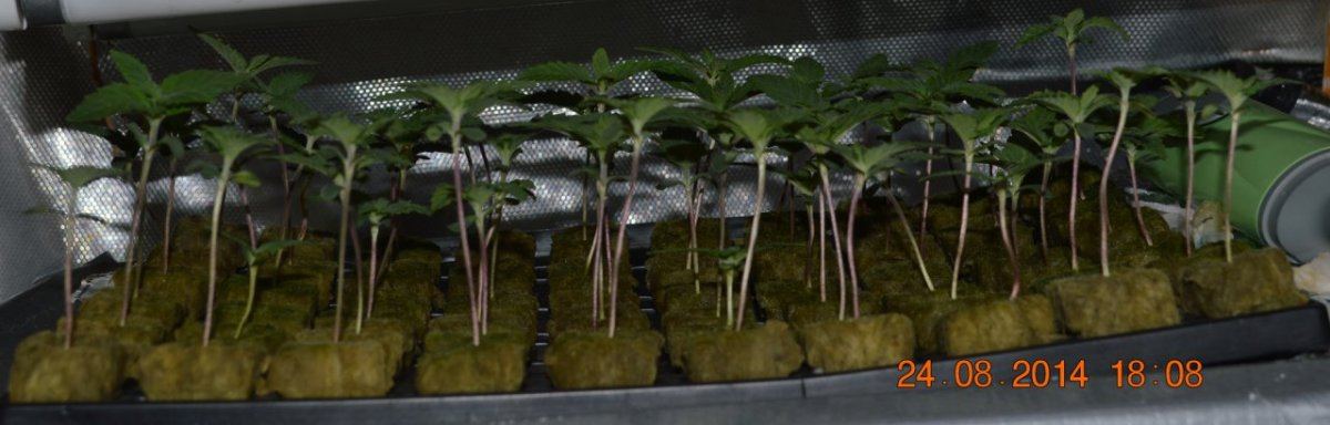 57 seedlings