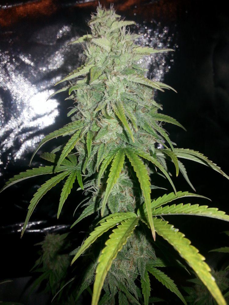 58 day
