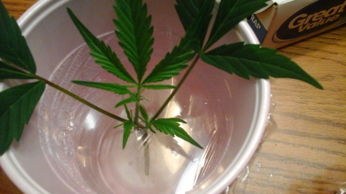 Water Cloning In A Cup - THCFarmer
