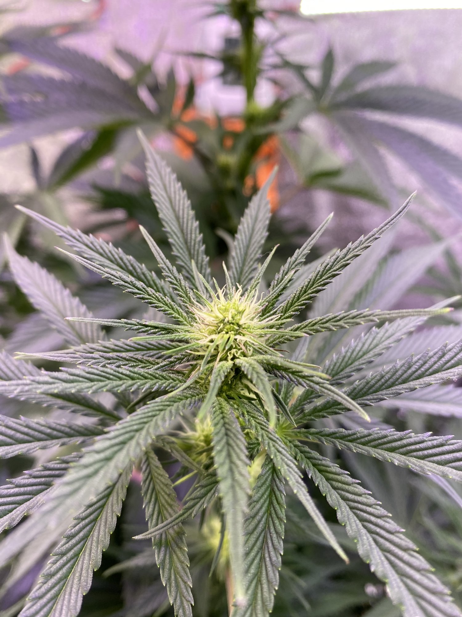 58800F49 4868 47C5 B383 3FC787EFB636