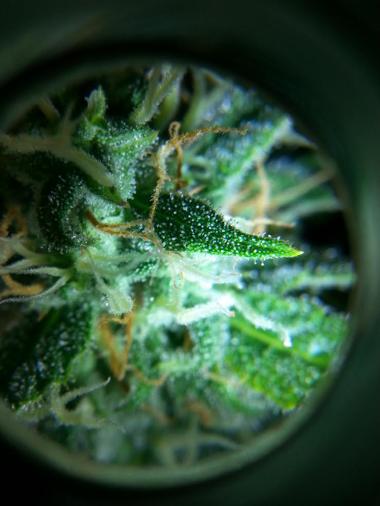 58dayss