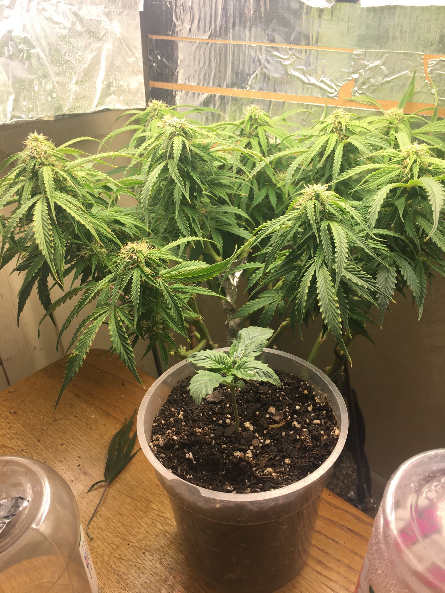 what-size-pot-do-you-guys-use-for-your-autoflowers-thcfarmer