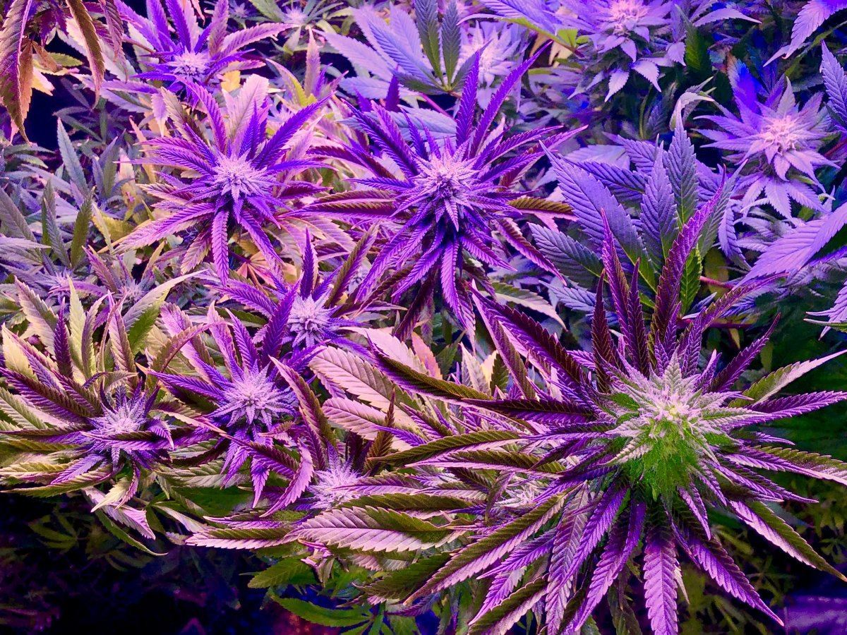 59B5FE4A 346F 4079 ABC6 9E16199738D5