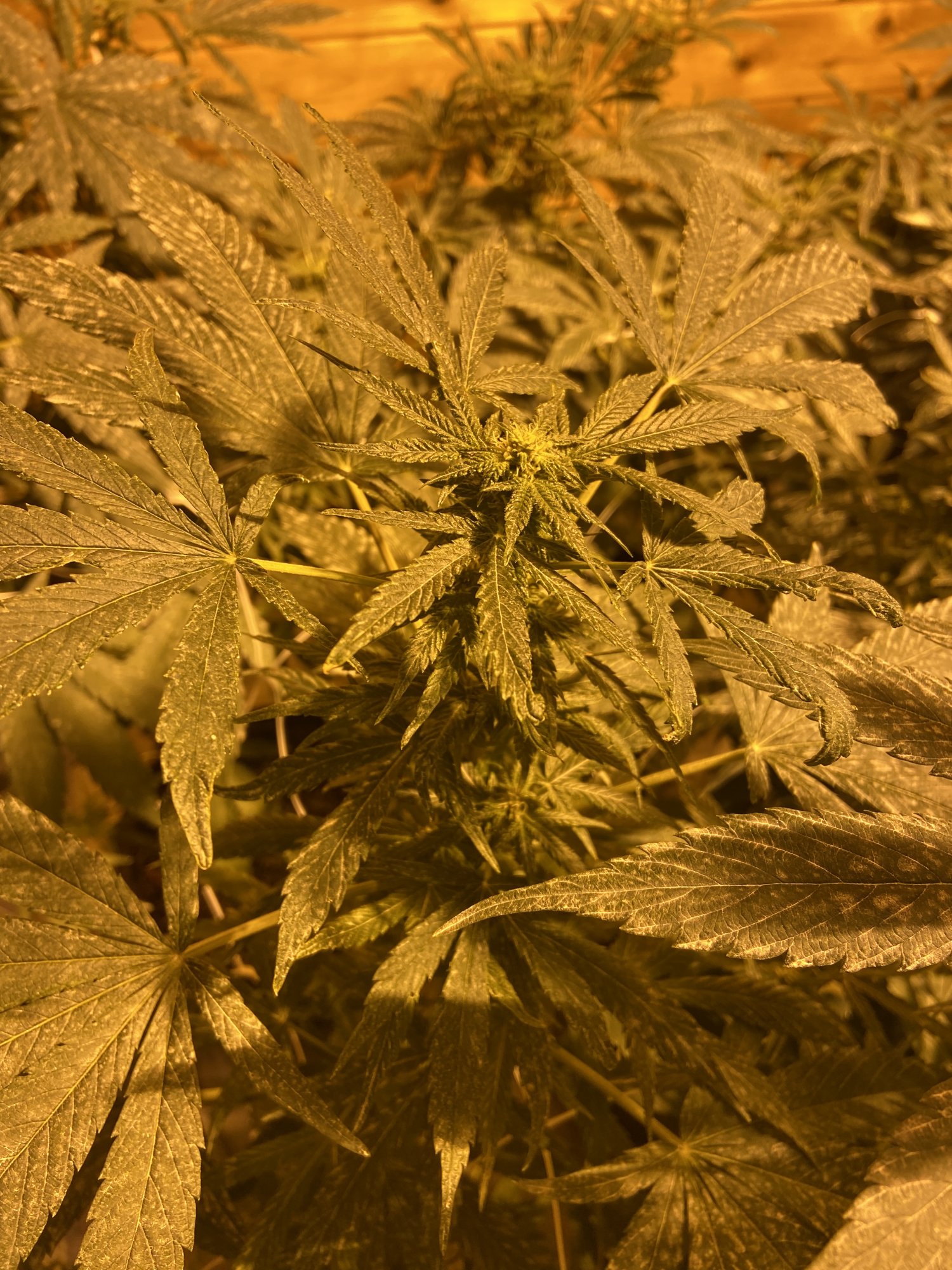 59D08601 B1B6 4CC0 B0F8 A10A9F20BE94