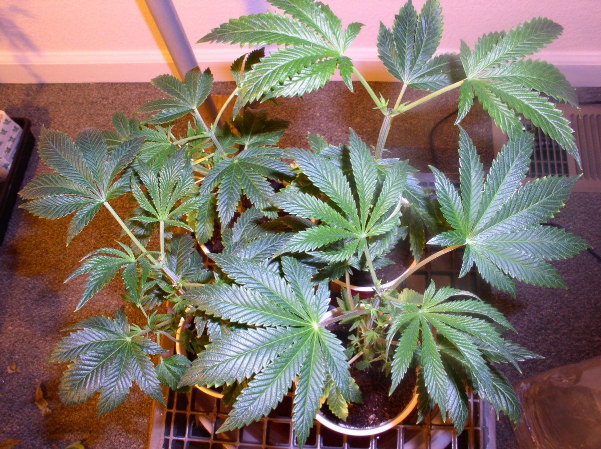 5b