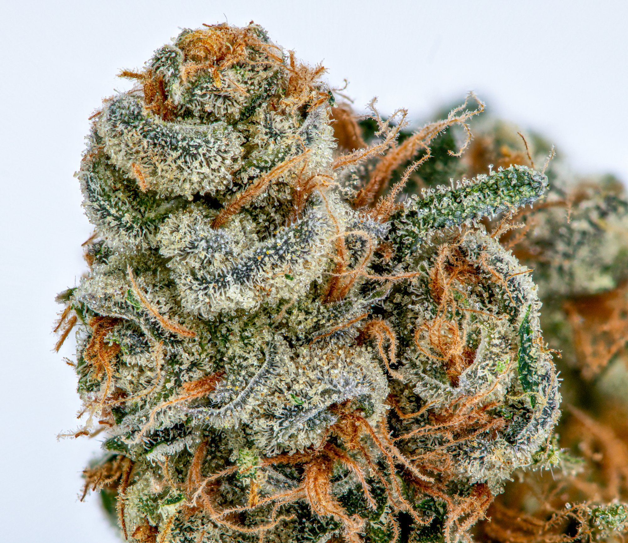 Drohammad’s Fine Art Cannabis Photography THCFarmer Cannabis