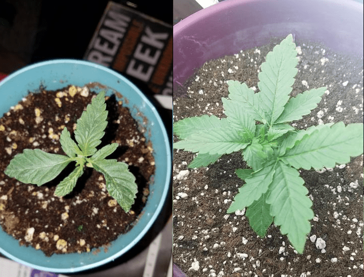 5day difference
