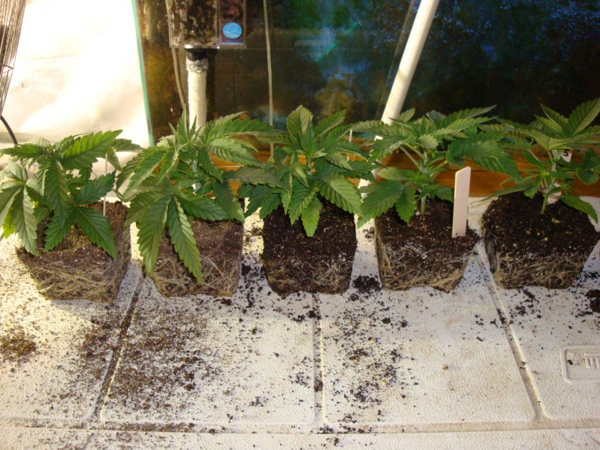 5optimus4inchroots2