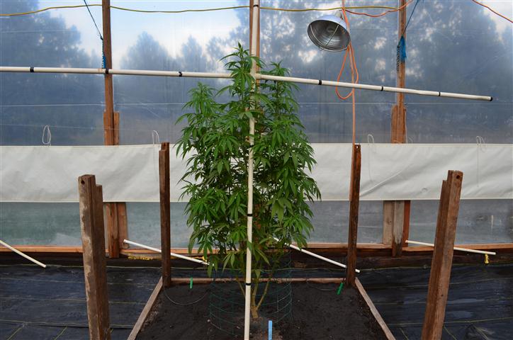5SourDiesel