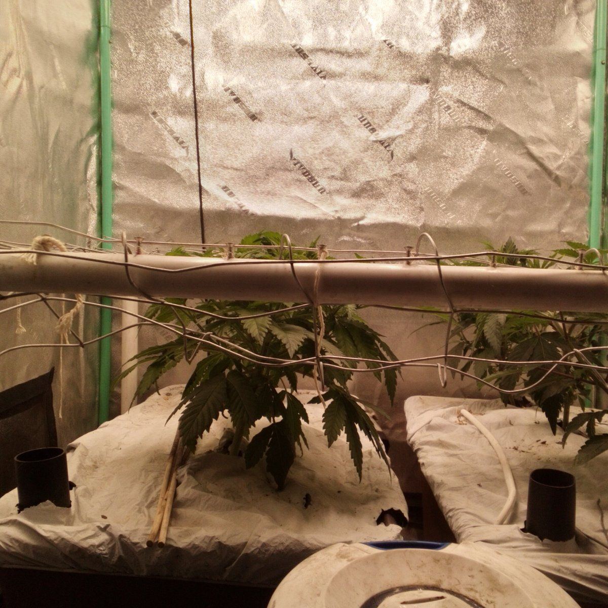 5th cycle no till earthbox 3