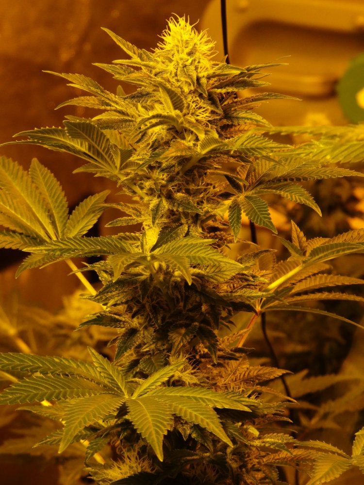 5w3